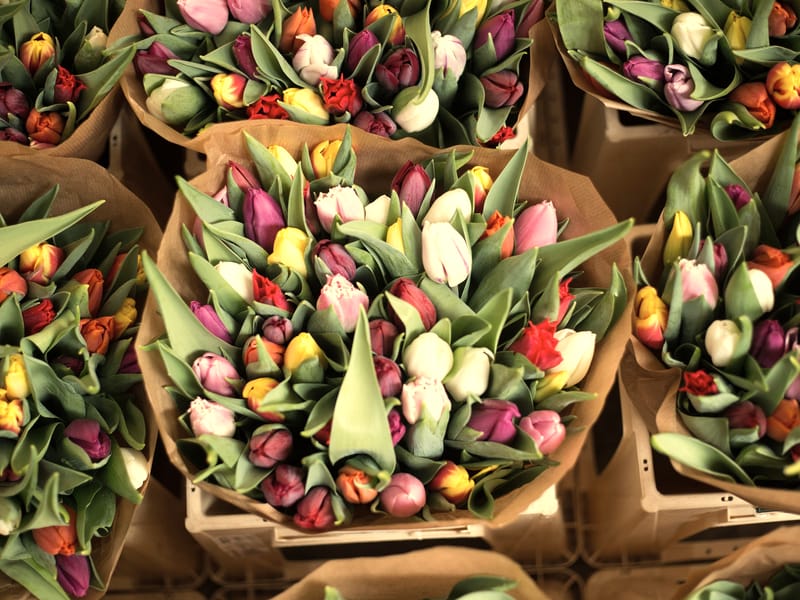 Bundles of tulips wrapped in brown paper at the flower market