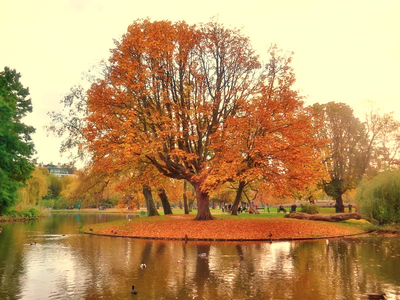 A great tree in full autumn colour on an island in the Vondelpark pond